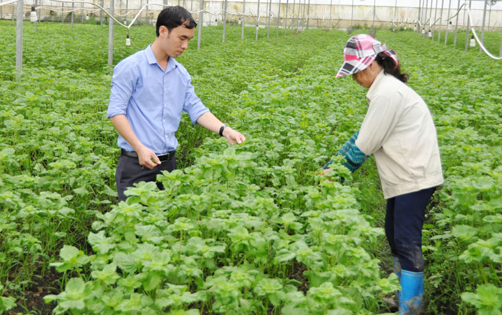 Doanh nghiệp lớn bắt tay làm rau công nghệ cao