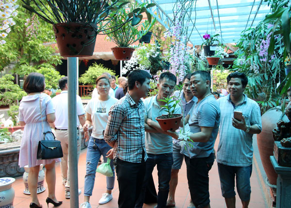 Hội Hoa lan Bắc Ninh: Triển lãm hoa lan nhân kỷ niệm 1 năm thành lập