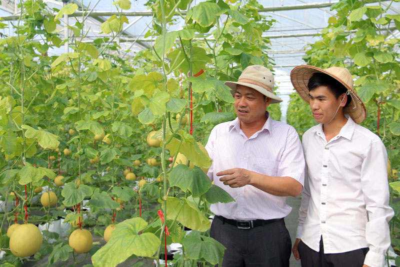 Hiệu quả ứng dụng công nghệ nhà màng trong sản xuất nông nghiệp