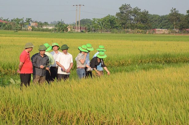 Giống lúa thảo dược Vĩnh Hòa 1 trên đồng đất Bắc Ninh