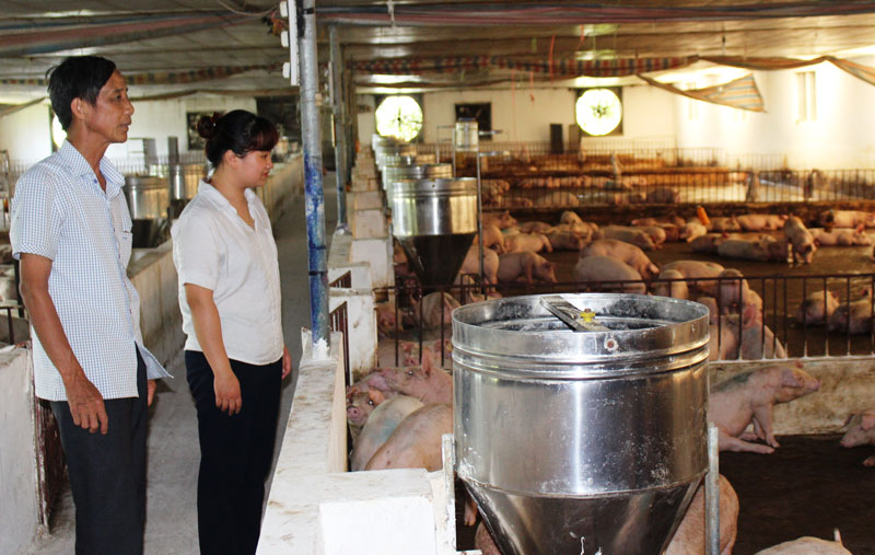 Giá lợn hơi tăng mạnh, nông dân không có hàng để bán