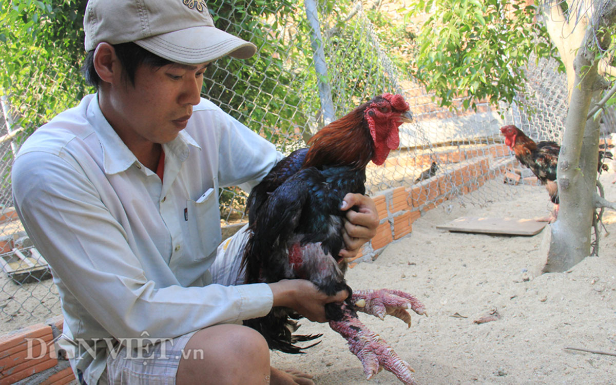 ĐỘC ĐÁO: Trang trại gà Đông Tảo, chim công, vịt trời của cử nhân xây dựng